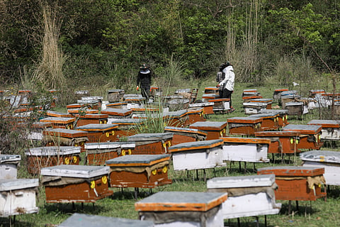 The hum of hope: A day to honour nature’s tiny guardians