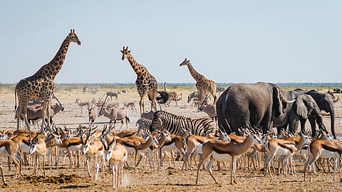 Biological Diversity Day 2025: Living in harmony with nature is not only possible—it is essential