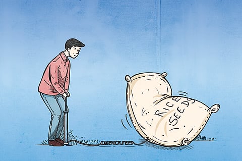 Is India’s CRISPR feat with rice a costly proposition?