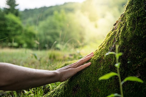 Forests take centre stage at UN as countries gather to discuss climate mitigation