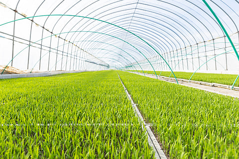 India should establish  independent biosafety institute to assess merits of farm products developed through modern biotechnology