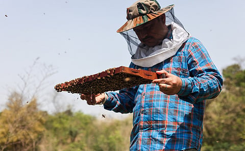 A beekeeper collecting honey at a temporary camp in Una district, Himachal Pradesh. Beekeepers travel throughout the year with honey boxes in search of pollen. 