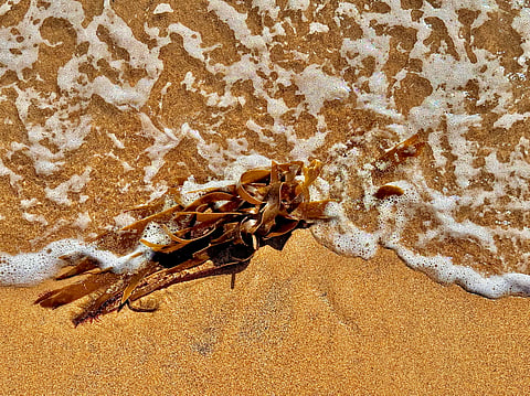 How seaweed is a powerful, yet surprising, climate solution