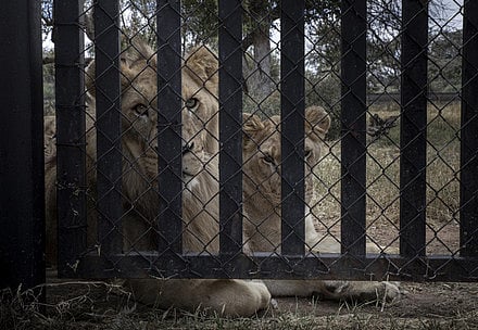Experts raise alarm as Thailand's captive lion population triples in 6 years 
