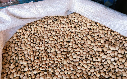 India’s seed saviours: The country has been preserving cowpea, a climate-resilient legume the world is only now beginning to rediscover