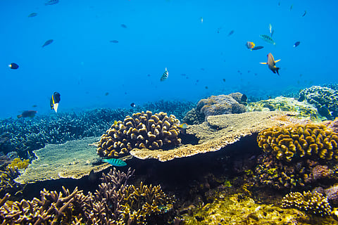 Coral reefs face an uncertain recovery from the 4th global mass bleaching event — can climate refuges help?