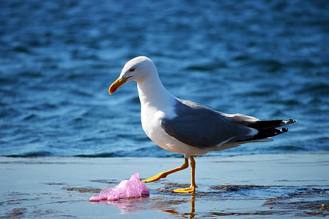 UNOC3: Close to 100 countries sign Nice wake-up call for ambitious plastics treaty