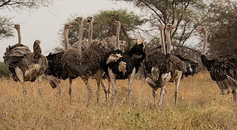 AviList: First-ever unified global checklist of bird species is now live