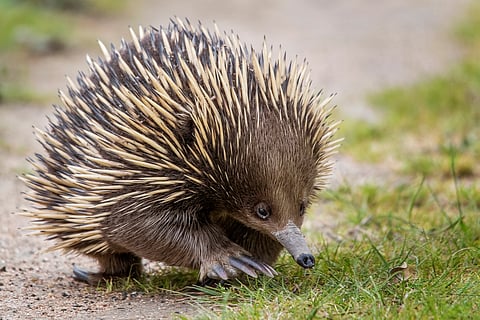 In most mammals, one gene determines sex. But 100 million years ago, platypuses and echidnas went their own way