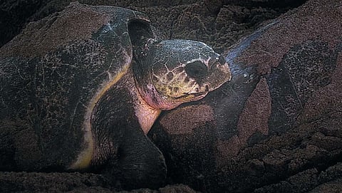 Turtles, shrimp and a ban
