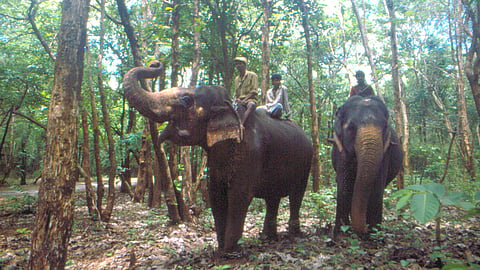 When headlines hurt: How media fuels the human-elephant conflict