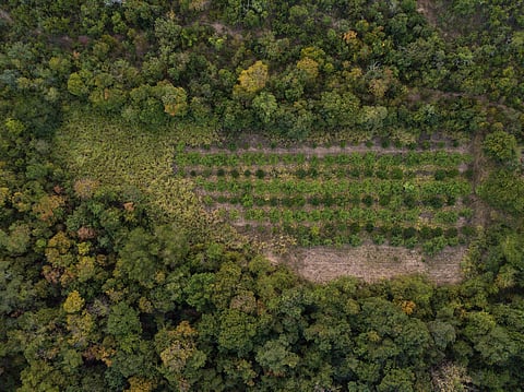 Central government issues regulatory framework for promoting agroforestry 