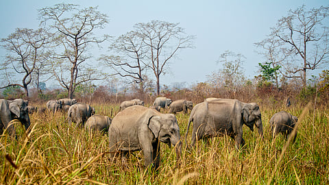 Tuskers in tiger country: Sightings of wild elephants in tiger-dominated Chandrapur signal an ecological shift