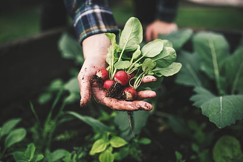 Despite vast potential, biologicals not widely used by farmers. Here's how they can increase food safety