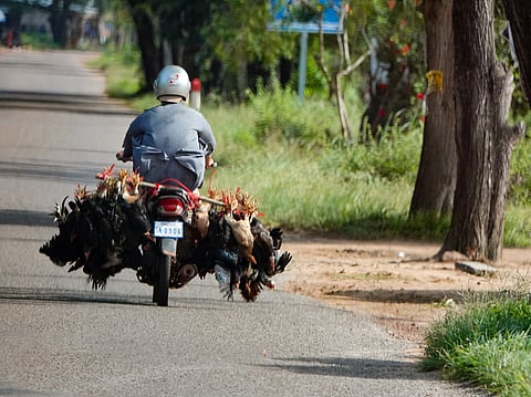 H5N1 avian flu: Cambodia sees 7 cases in June amid spike