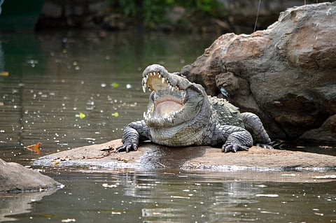Conservation success but danger to community: Rising crocodile attacks in Kendrapara prompt urgent need for effective mitigation measures