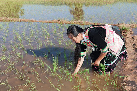 Today's youth must increase food production, adapt to increasing extreme weather events: FAO