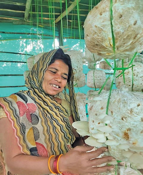 Homegrown mushrooms provide food, livelihood to land-strapped women in mined areas of Panna