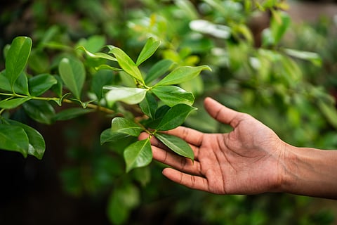 Senior Bengal botanist attacked for trying to protect biodiversity hotspot