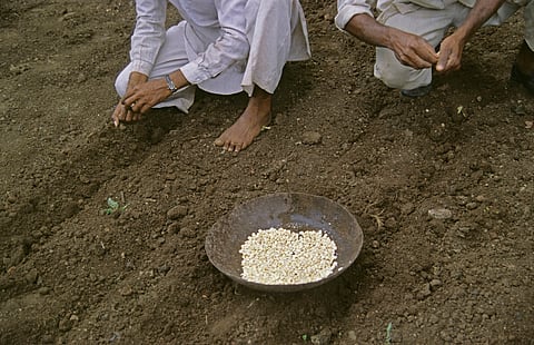 At a crossroads of sovereignty and science: India’s strategic position ahead of ITPGRFA COP 11 