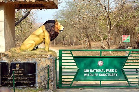 Gir, located in the western Indian state of Gujarat, was the only place in the world where Asiatic lions roam freely in the wild.