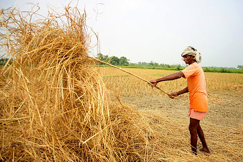 Bihar faces high deficit rainfall, farmers fear drought-like situation