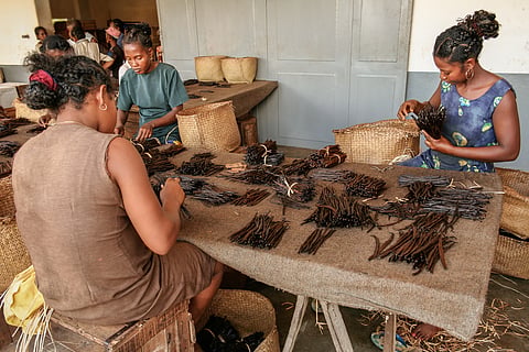 By 2050, climate change could break 90% of wild vanilla’s natural link with its pollinators