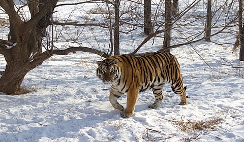 International Tiger Day 2025: Like the Sundarbans’ Dakshin Rai and western India’s Waghoba, ‘Amba’ lords over the Russian Far East’s taiga