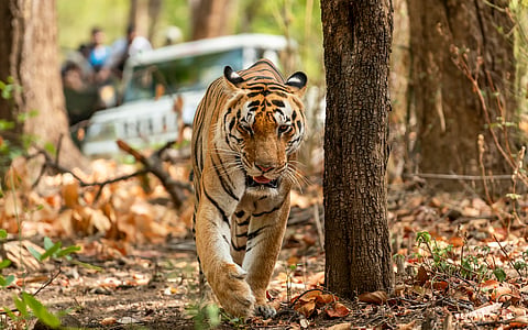 Tigers turning maneaters? Increased interaction with humans causing behavioural change in big cats, feel experts