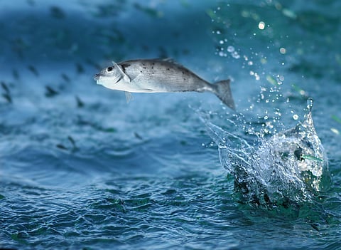 High Seas Treaty: How fish has emerged as the bone of contention among countries