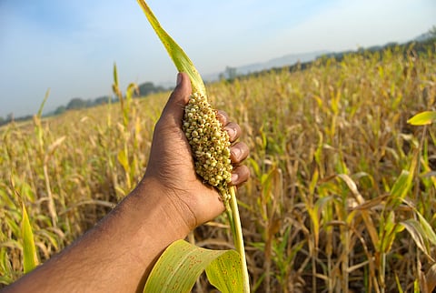 Odisha releases new roadmap to bring landraces under formal seed systems