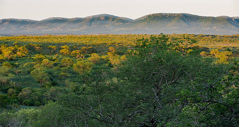 Land reform in South Africa: How one community set up a successful game reserve