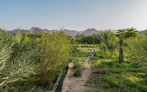 Dubai can revive its domestic food production for a sustainable future