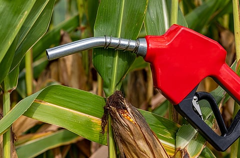 Biofuels: Area under maize cultivation in India increases sharply, driven by push for ethanol
