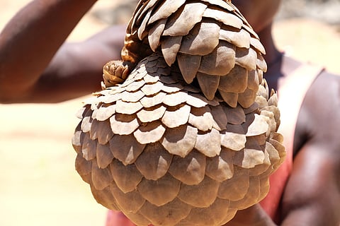 TikTok’s online wild meat sellers — study finds endangered species on offer in west Africa