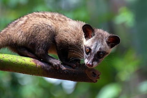 Kerala’s civet trouble: Nocturnal intruders expose a deeper ecological crisis