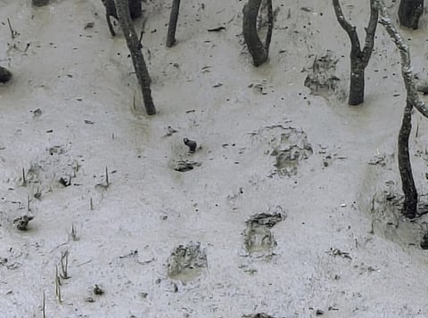 Sundarbans Tiger Reserve now India’s second largest, after National Board for Wildlife approves Bengal’s proposal to increase area