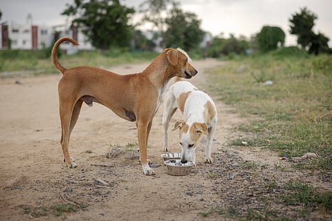 Dogs must be sterilised, vaccinated and released back to the same locality, the apex court said.