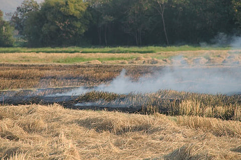 Crop residue burning has impacts beyond pollution — study finds disruption in microbial biodiversity, increased pests and fertiliser use