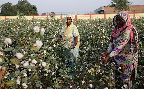 Will India remain king of cotton?