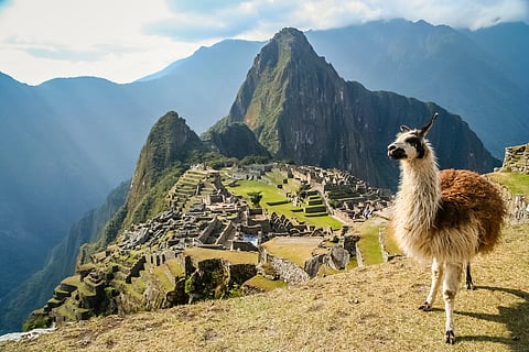 Lessons from the Incas: How llamas, terraces and trees could help the Andes survive climate change