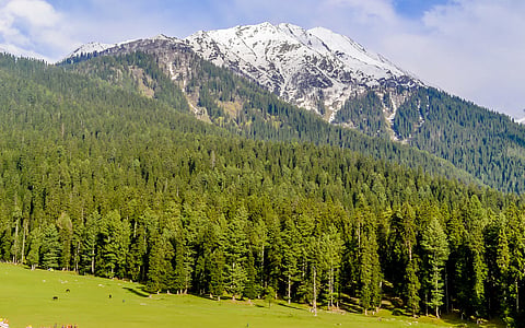 NGT directs Jammu & Kashmir to take action against officers who allowed felling of over 1,000 trees