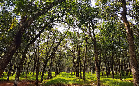Trees alone won’t save us: new study says forestation has less potential to fix the climate than hoped