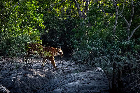 Mita Singha’s short stories on the people-animal interactions in the Sundarbans highlight non-human perspectives