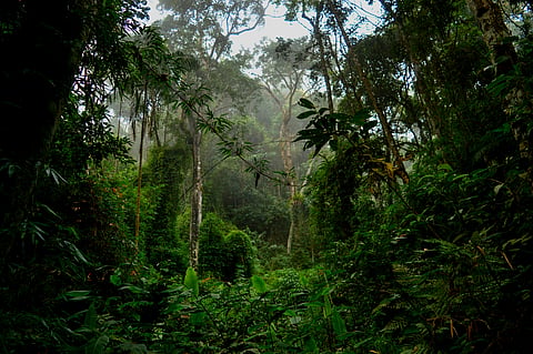 Brazil’s TFFF: Upcoming COP30 finance mechanism bets on markets to fund forest conservation