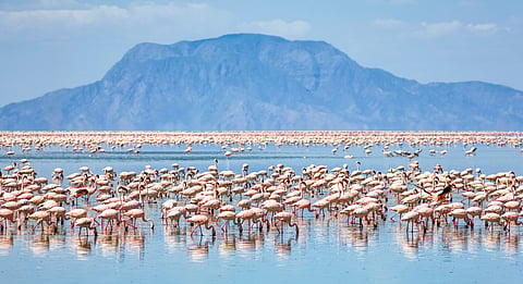 Tanzania halts soda ash mining to save world’s Lesser Flamingos