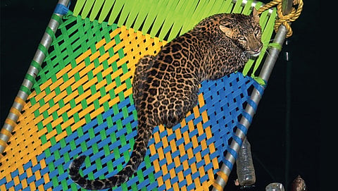 Approval of Maharashtra or Gujarat's leopard sterilisation proposals