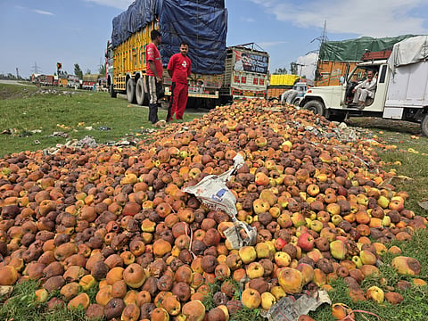 Rotting apples can be seen dumped around mandis and along NH-44.
