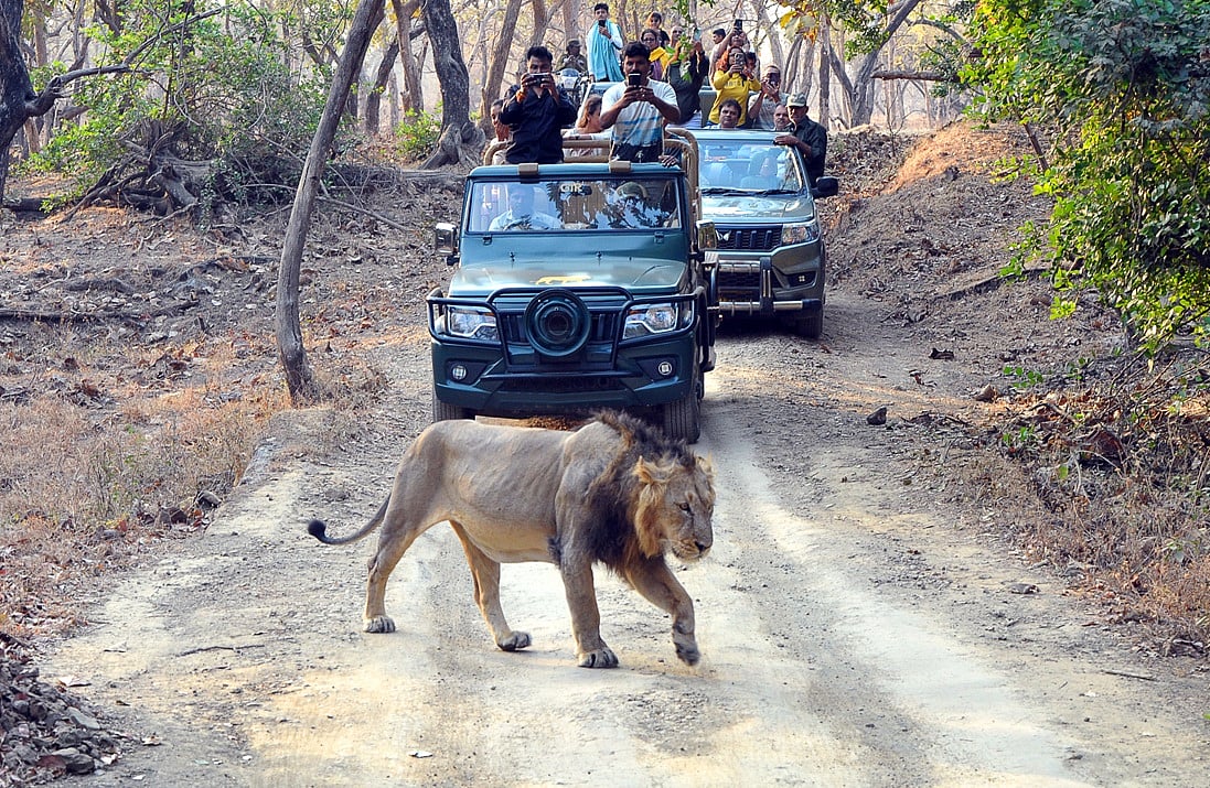 Conservation Strategy: Asiatic Lions' Ex...