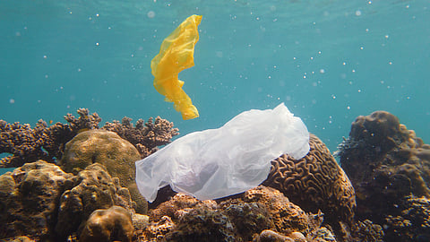 Microplastics impact coral reproduction at multiple stages: Report